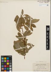 Foto von Salix humilis Marshall